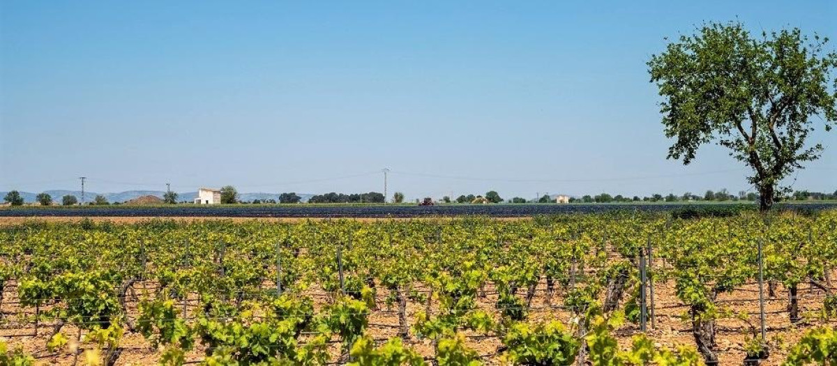 (Foto de ARCHIVO)
Cultivos.

REMITIDA / HANDOUT por CHG
Fotografía remitida a medios de comunicación exclusivamente para ilustrar la noticia a la que hace referencia la imagen, y citando la procedencia de la imagen en la firma
05/5/2021