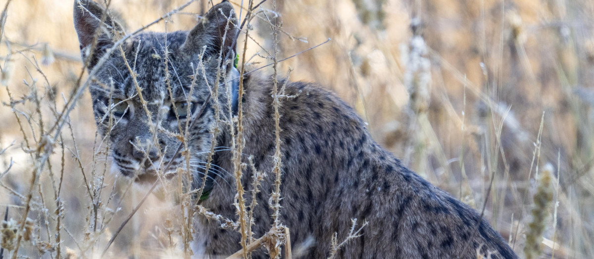 Uraclio, el lince ibérico que lleva dos semanas moviéndose por Madrid