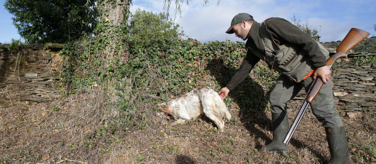 Un perro de caza busca junto a un cazador una perdiz abatida en Galicia