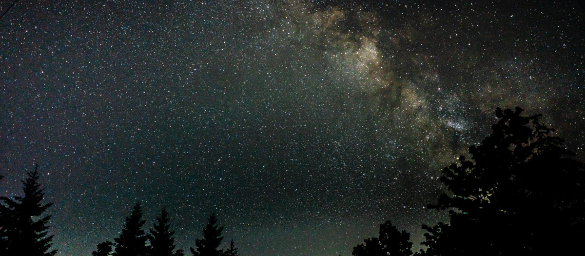 foto hermosa silueta de arboles bajo un cielo nocturno estrellado