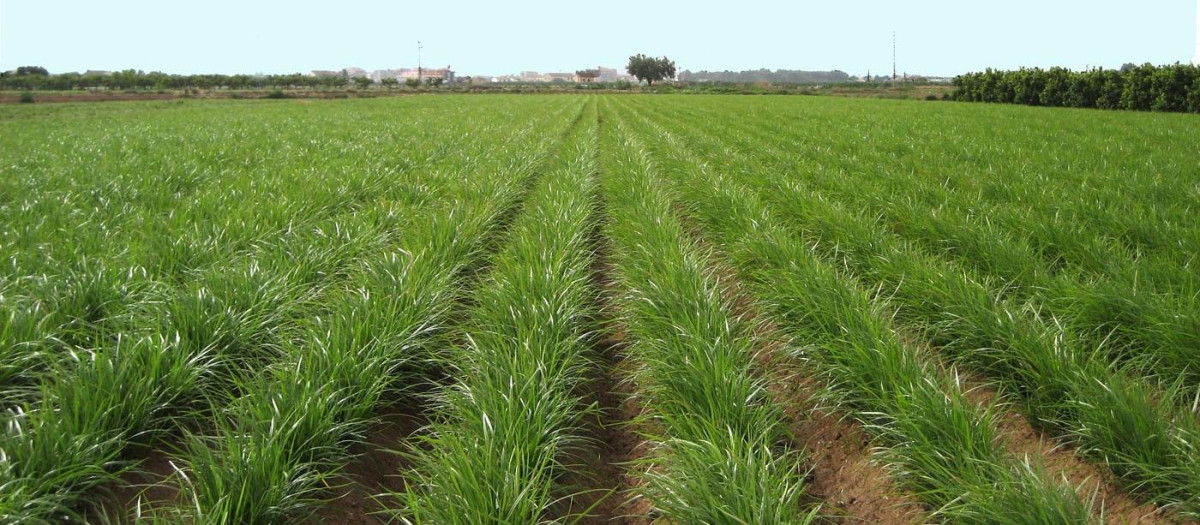 Cultivo de chufa en Valencia.