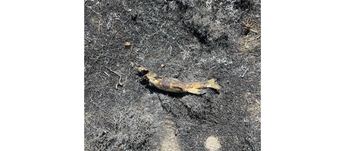 Esta imagen, cortesía del Departamento de Bomberos de Ashcroft, muestra un pez quemado en una zona al este de la Carretera 1, cerca de Ashcroft, Columbia Británica