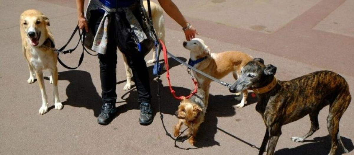 Una persona sujeta a varios perros, en una imagen de archivo