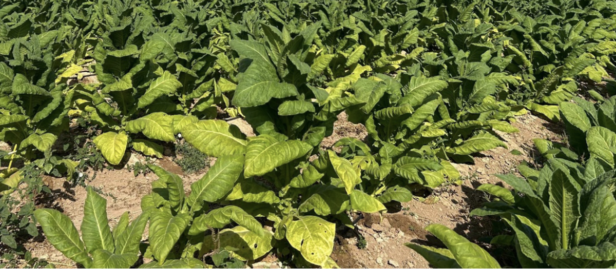 Imagen de las hojas de tabaco en la plantación