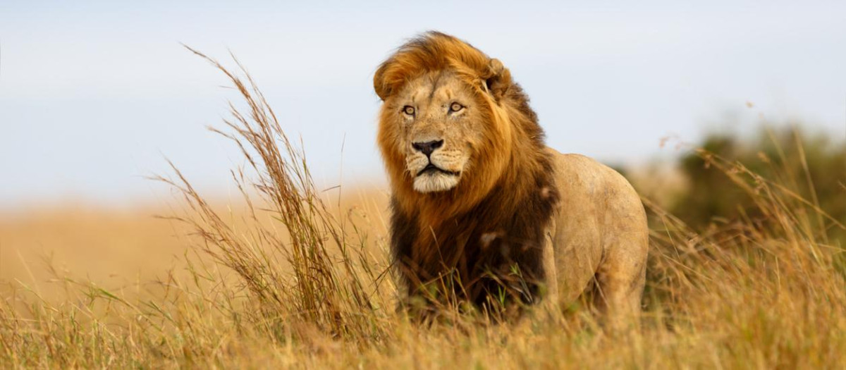 León en la reserva de Masái Mara.