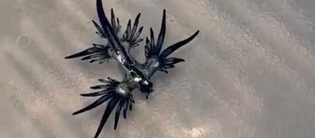 Imagen de un ejemplar del venenoso Dragón Azul hallado en Guardamar del Segura.