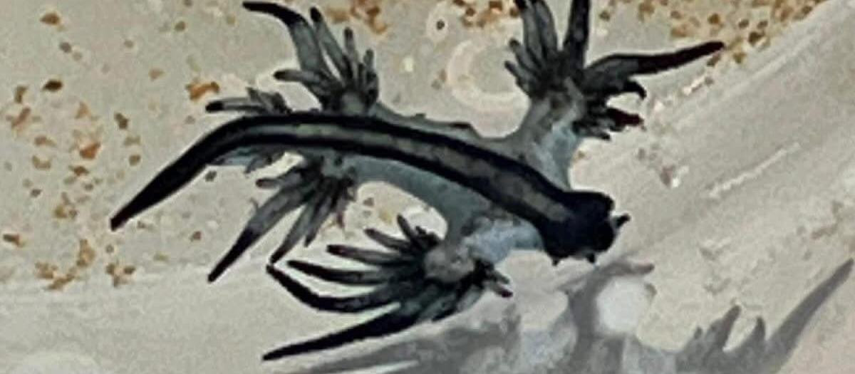 Imagen de un ejemplar de dragón azul detectado en Guardamar del Segura.