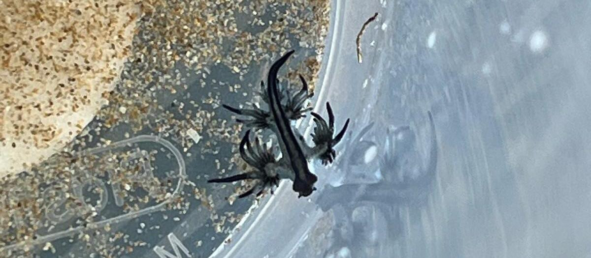 Imagen de un ejemplar de dragón azul capturado en Guardamar del Segura.