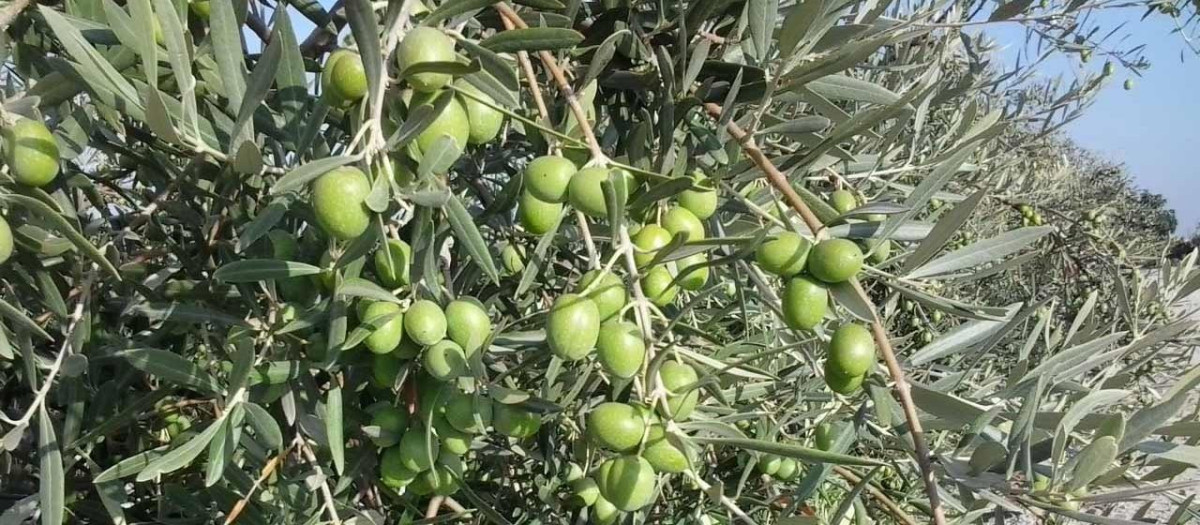 Aceitunas de verdeo en el olivo