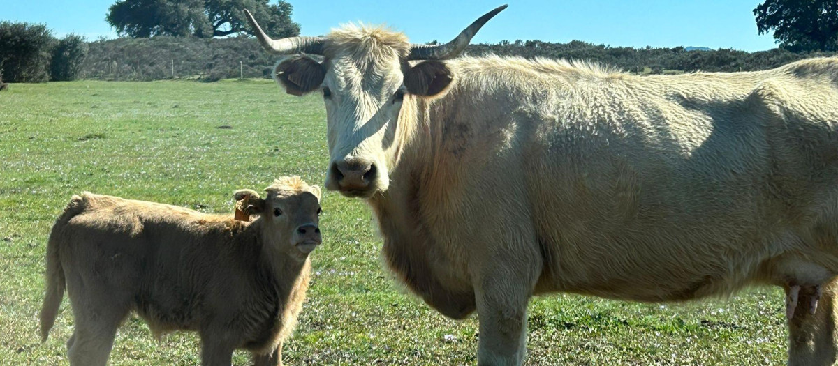 Una vaca junto a su ternero en la provincia de Salamanca