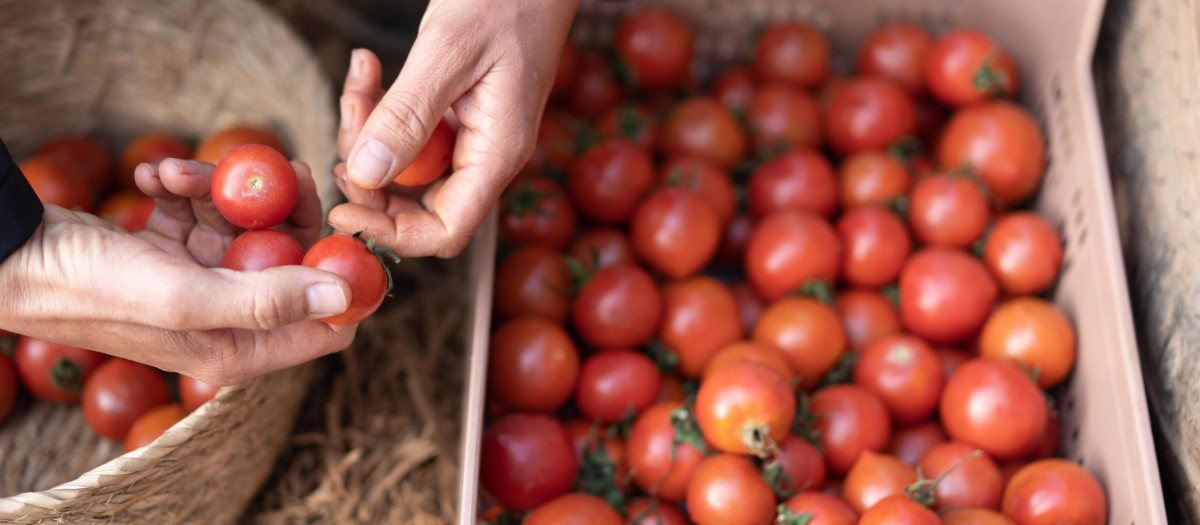 Caja de tomates