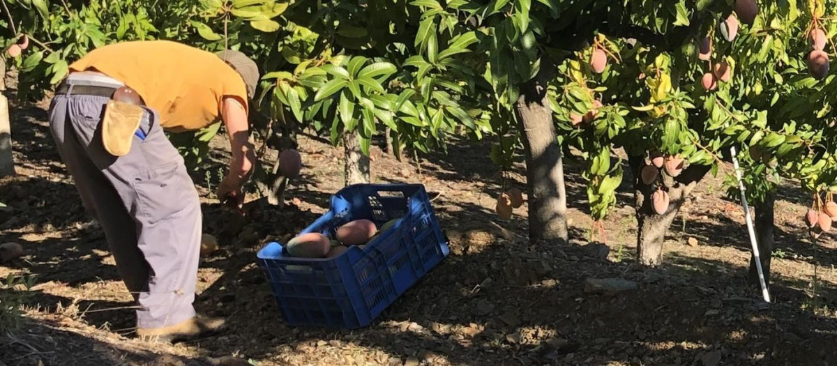 Recogida de mango en Málaga