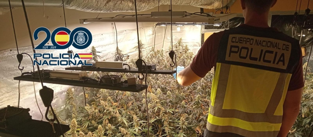 Imagen de la plantación de marihuana desmantelada por la Policía Nacional en un chalet en Cheste, Valencia