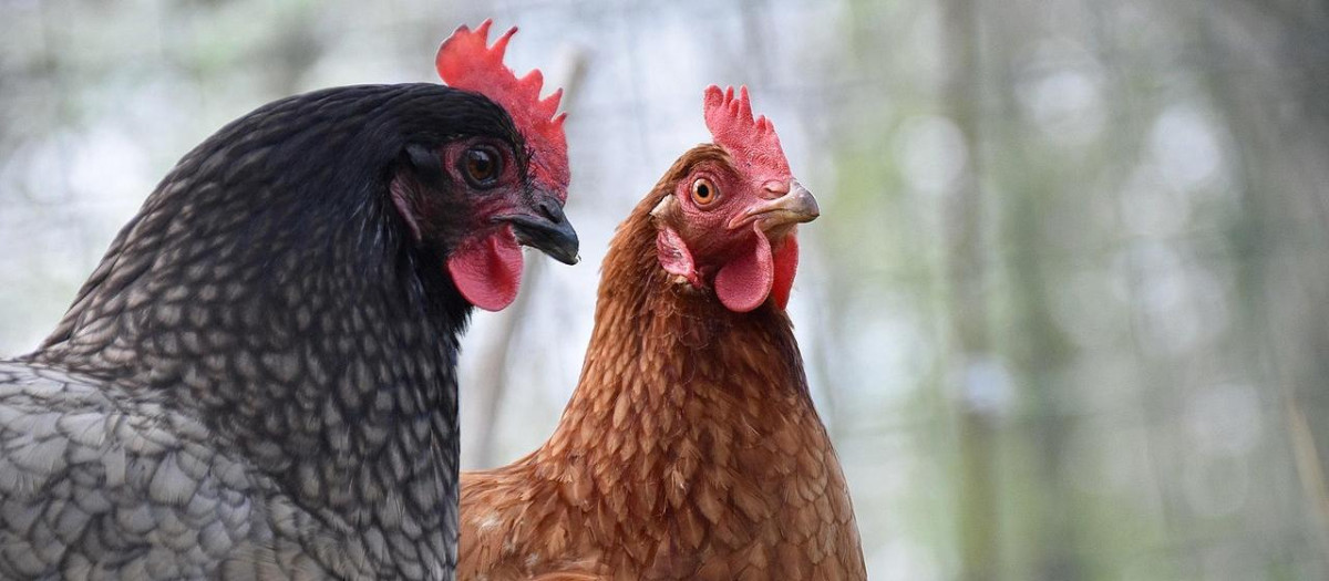 Gallinas