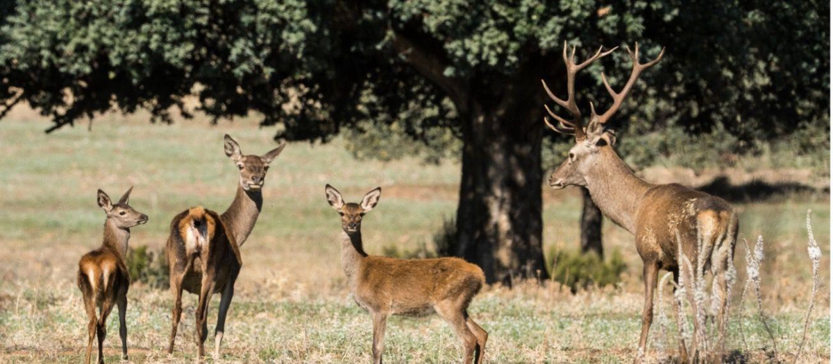 Berrea en el Parque Nacional de Cabañeros