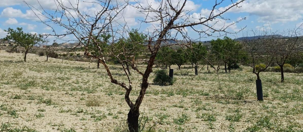 Imagen de archivo de varios almendros secos en la provincia de Alicante