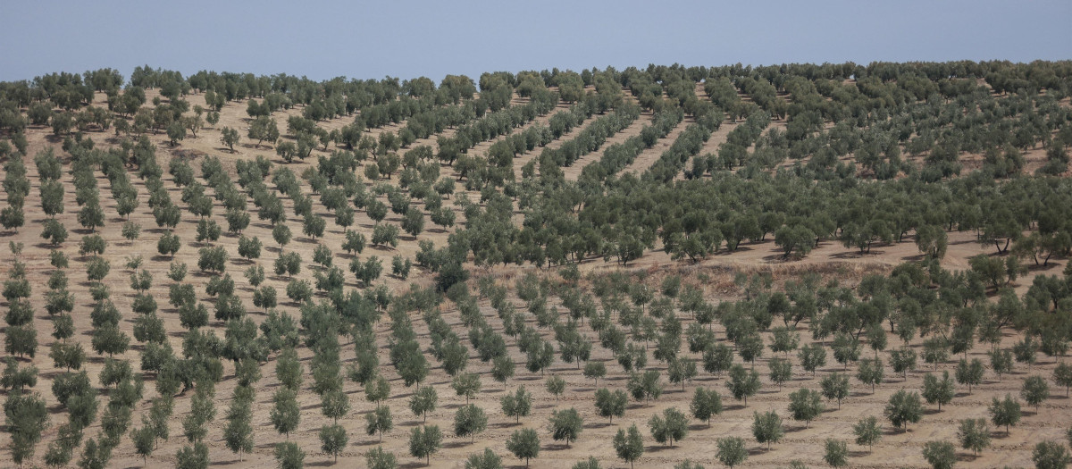 Olivar en Jaén.