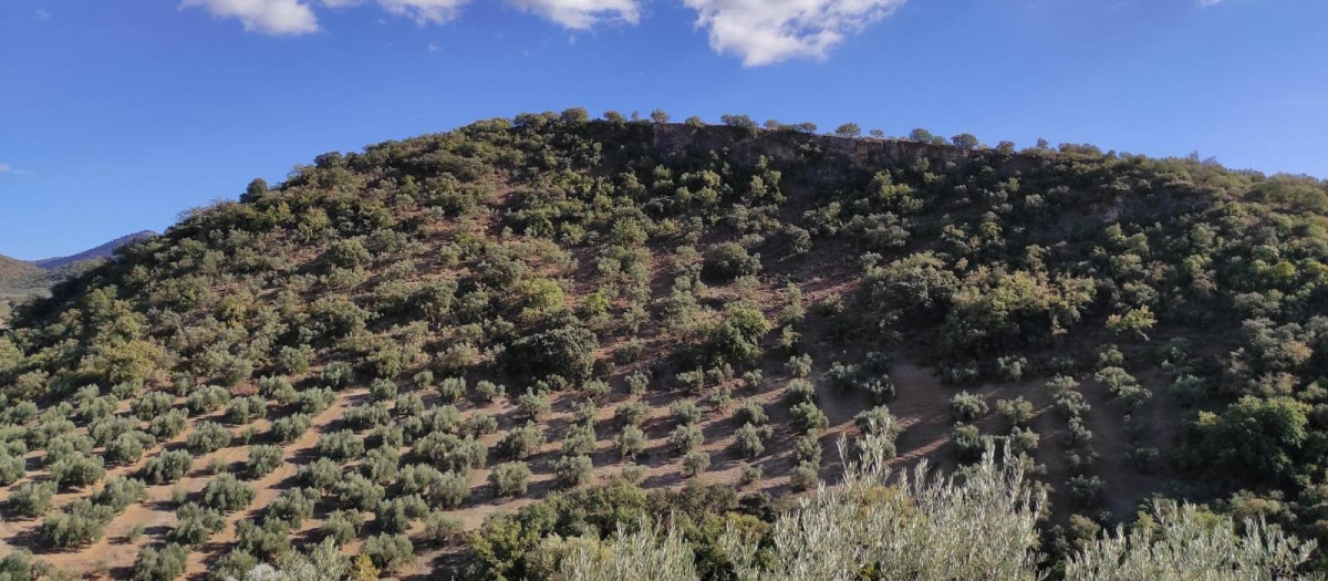 Olivar de montaña en Andalucía
