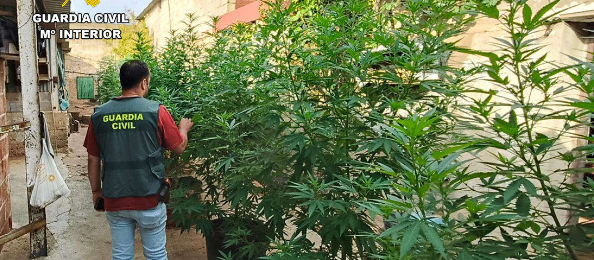 La Guardia Civil en la operación contra el cultivo de marihuana