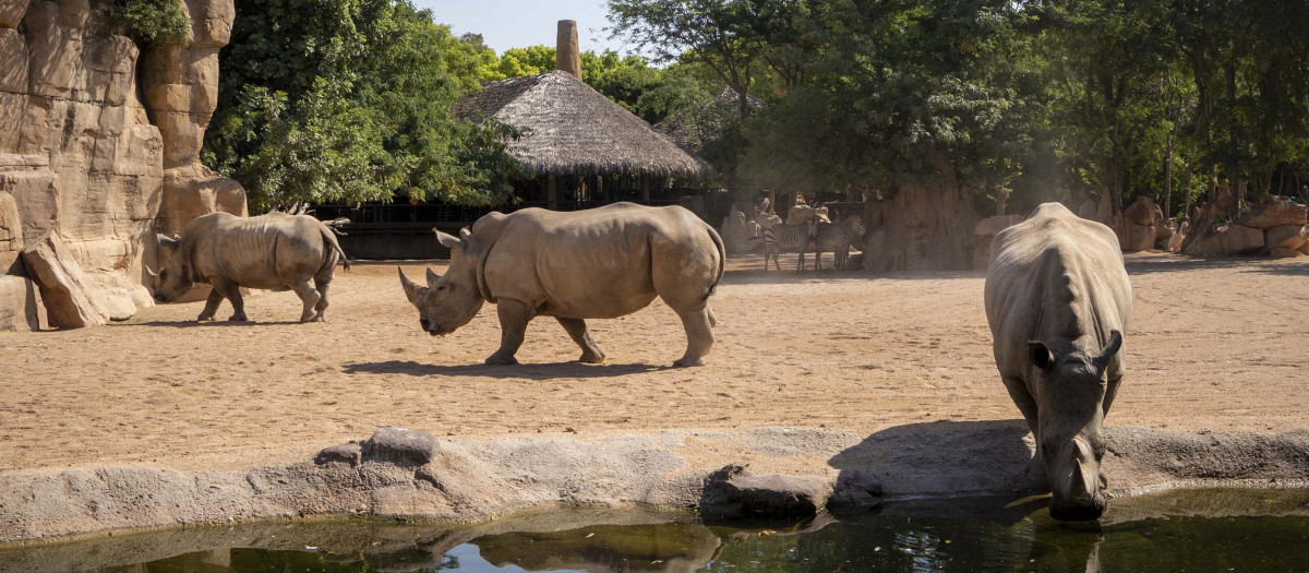 Imagen de rinocerontes en la sabana africana de Bioparc Valencia