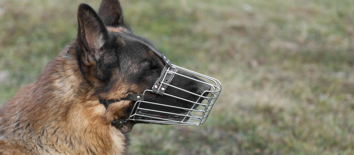 Perro con bozal