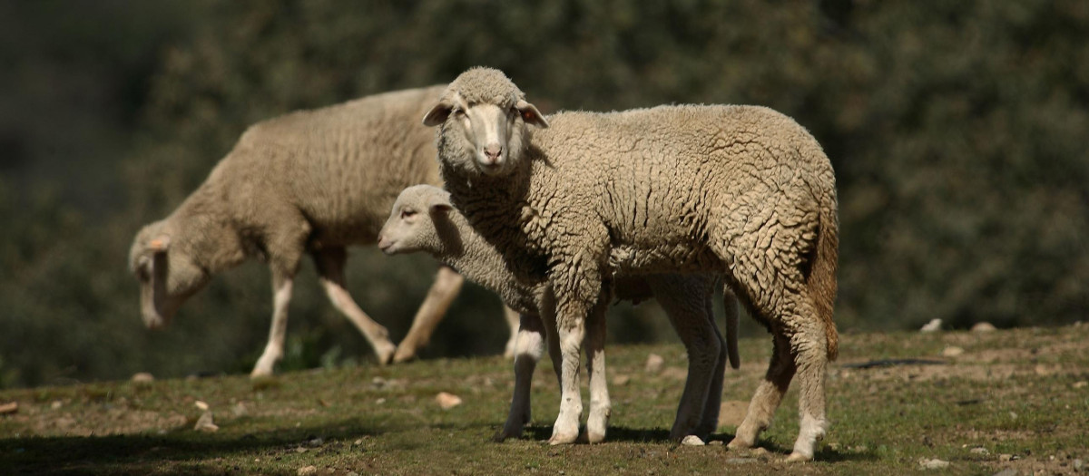 Una oveja junto a su cordero
