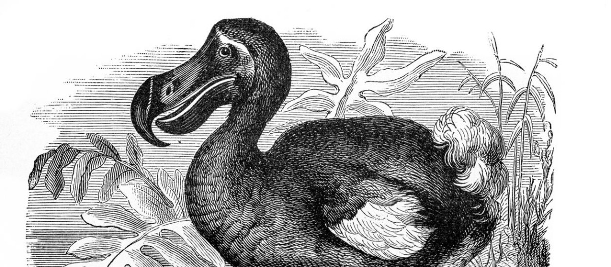 Dibujo de un dodo en libros de texto de Francia en el siglo XIX