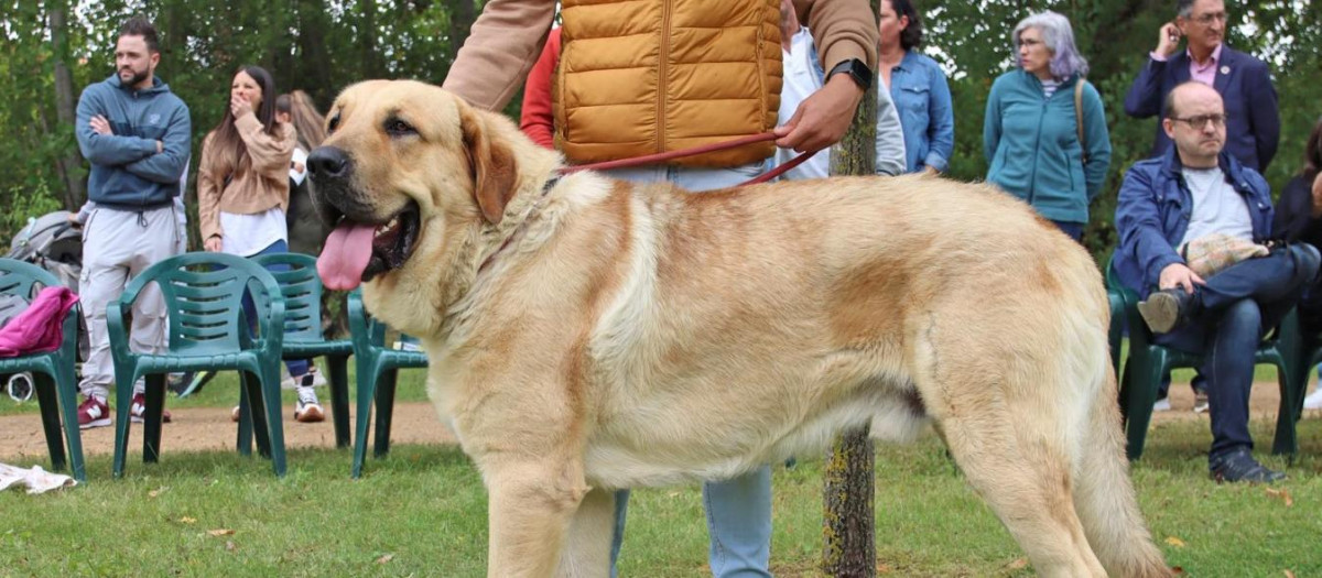 Un ejemplar de mastín español o leonés
