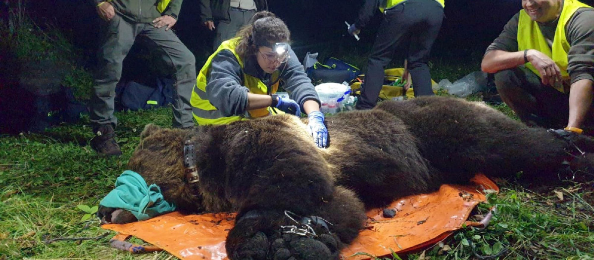 Radiomarcaje de ejemplares de oso pardo en Castilla y León