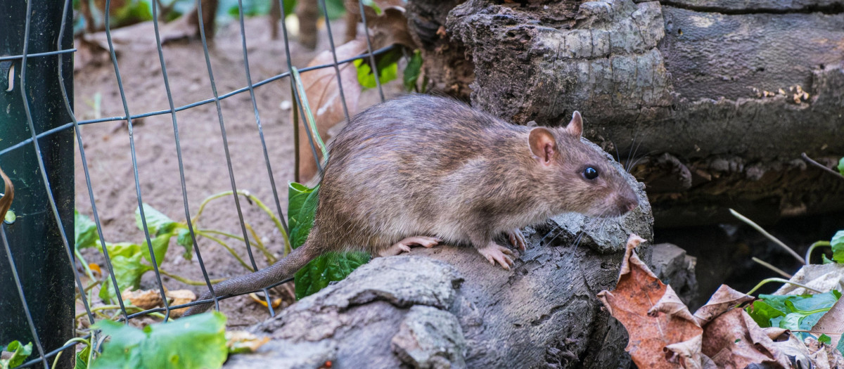 Una rata en un parque