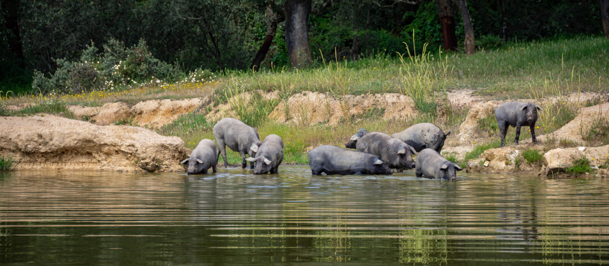 Cerdos de raza ibérica pura en el lago de la Finca Morianillo, en Jerez de los Caballeros (Extremadura)