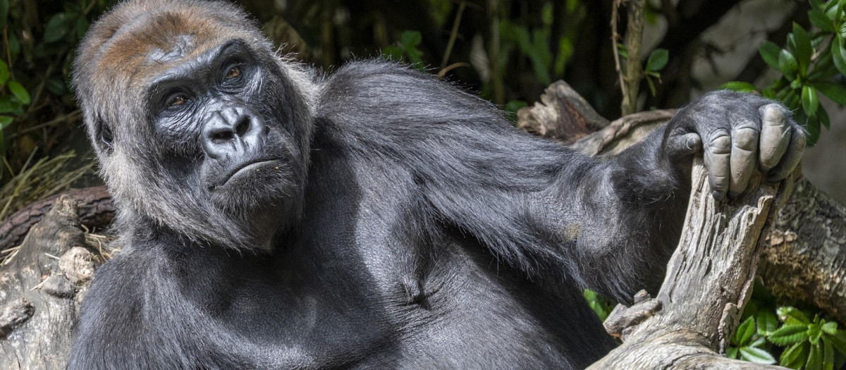 Foto de archivo de un gorila