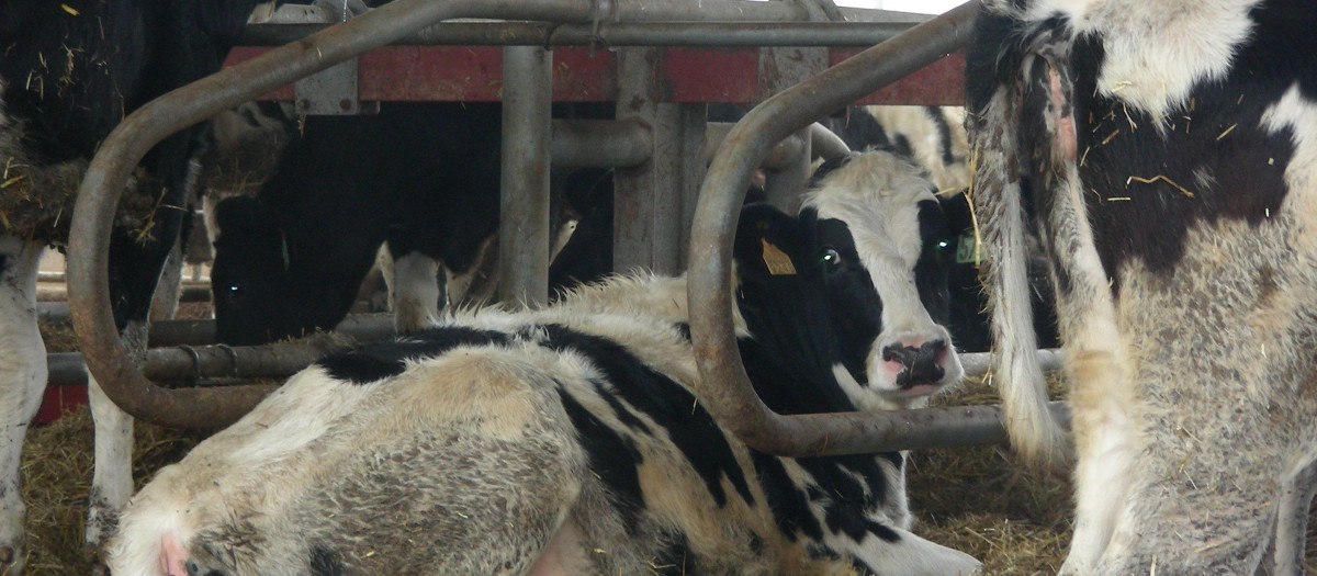 Ganado vacuno de leche en España