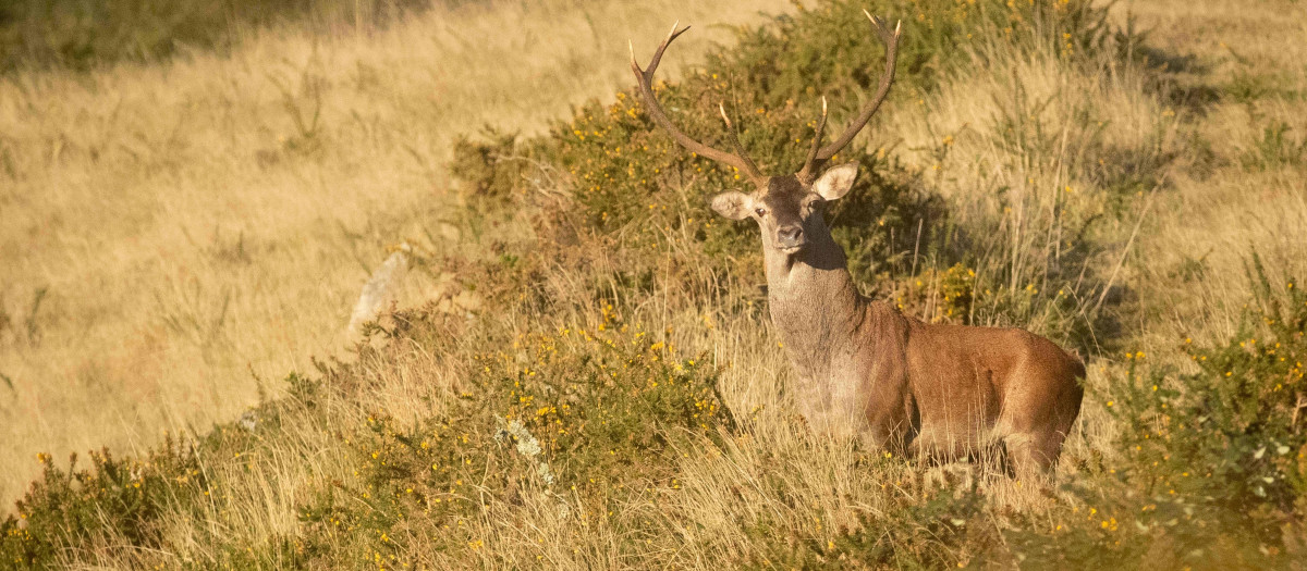 Un ciervo durante la berrea, en Galicia