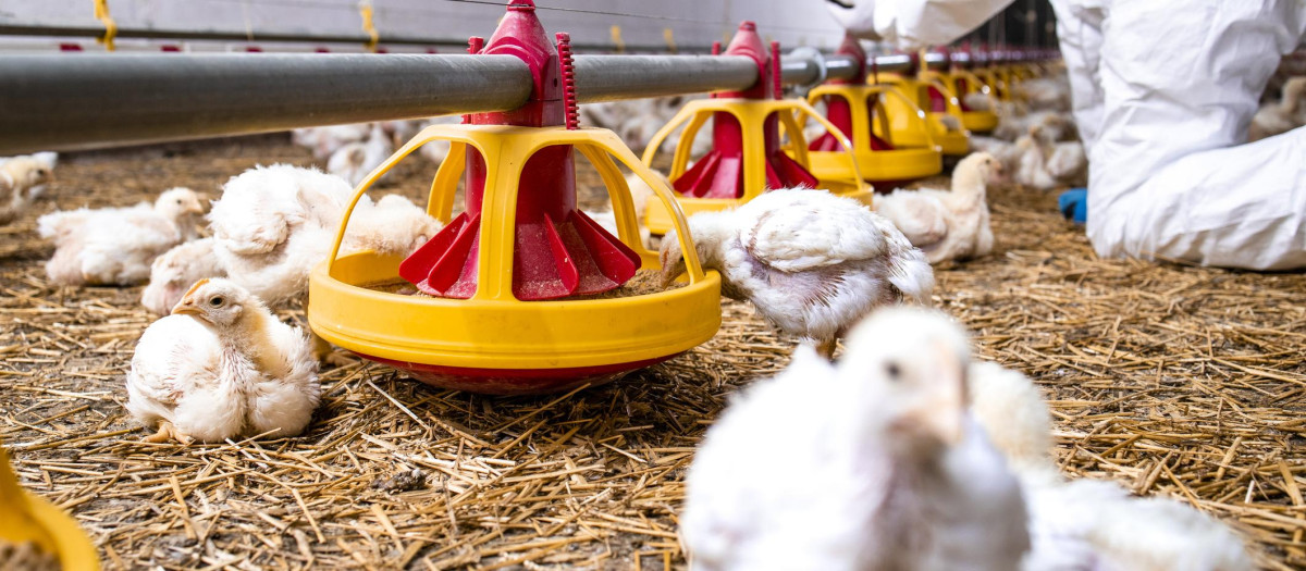 Granja de pollos