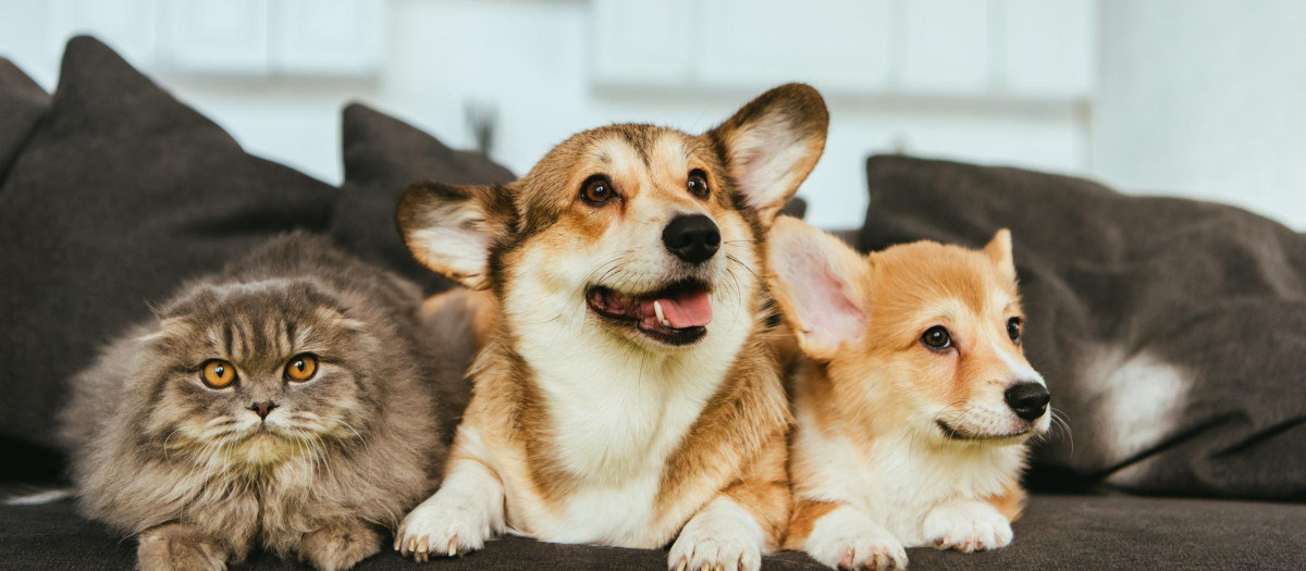 Perros y gatos en una casa