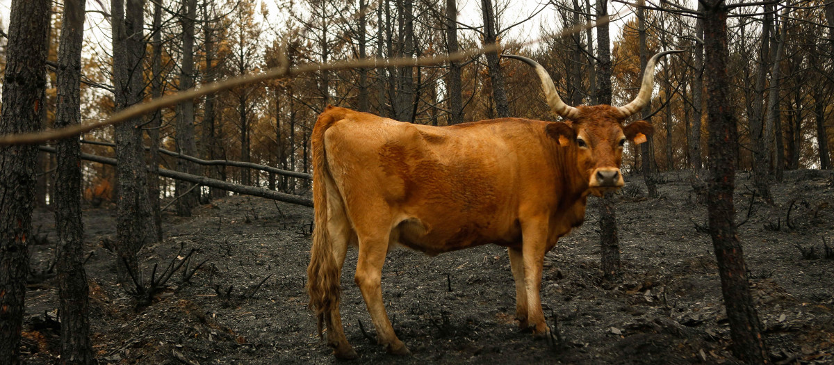 Una vaca en uno de los terrenos calcinados en Galicia en el verano de 2025