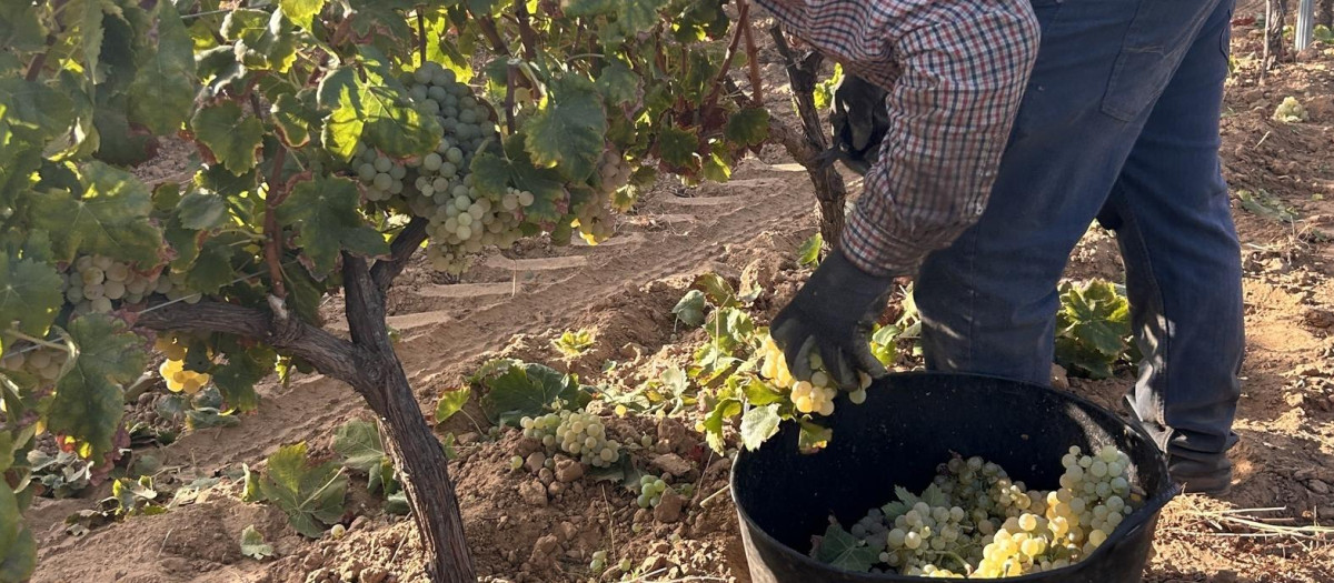 Vendimia de zalema en el Condado de Huelva.

REMITIDA / HANDOUT por DOP CONDADO DE HUELVA
Fotografía remitida a medios de comunicación exclusivamente para ilustrar la noticia a la que hace referencia la imagen, y citando la procedencia de la imagen en la firma
20/10/2025