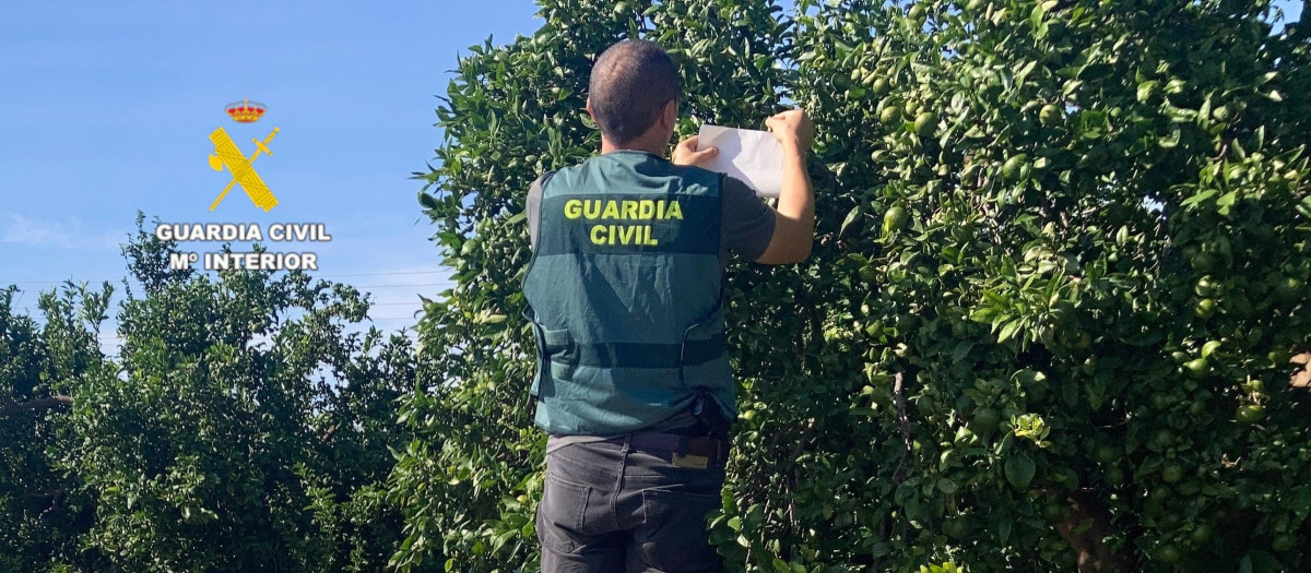 Imagen de la operación de la Guardia Civil en la localidad castellonense de Moncofa