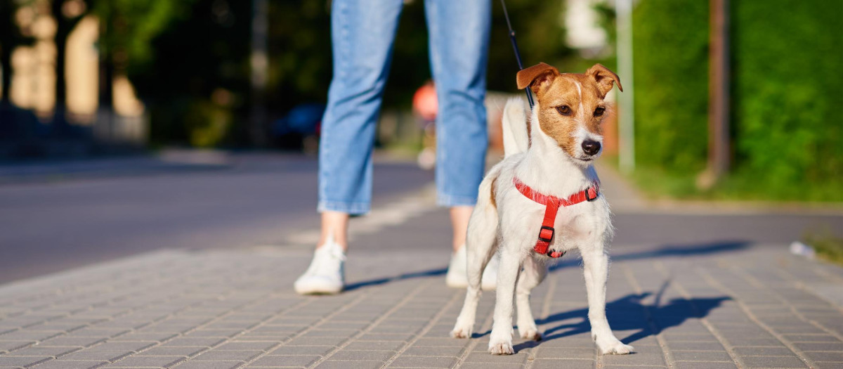 Mujer paseando a un perro