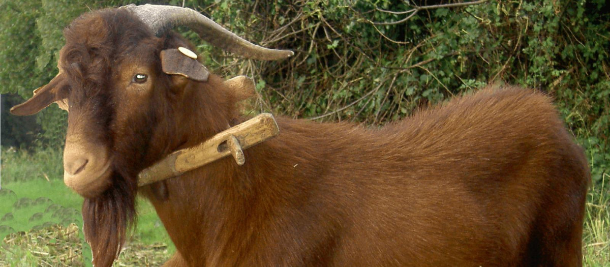 Ejemplar de cabra bermeya, raza autóctona del Principado de Asturias