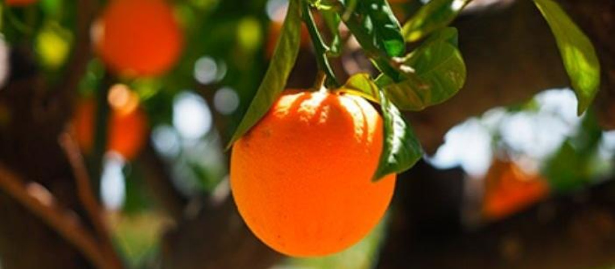 Una naranja en el árbol en Andalucía