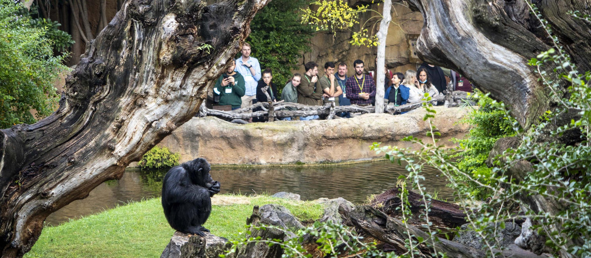 Imagen del primer chimpancé de Bioparc Valencia