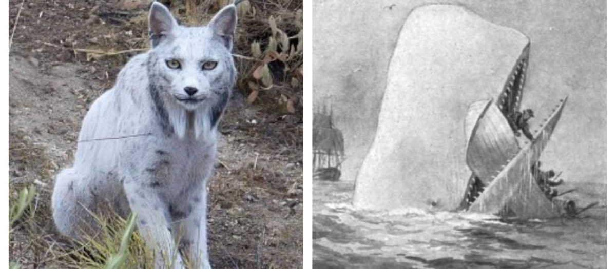 El lince blanco de Jaén y una ilustración de Moby Dick