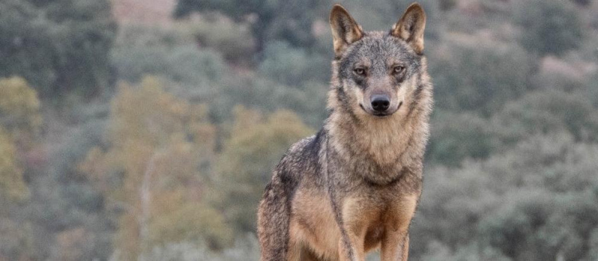 Lobo Ibérico