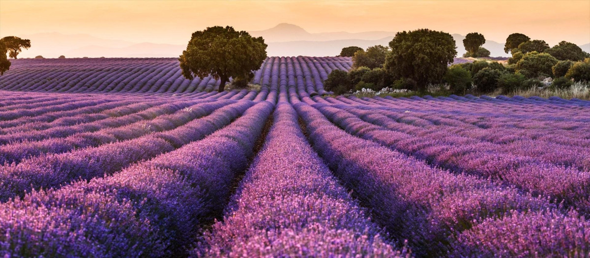 (Foto de ARCHIVO)
Campos de lavanda, a 8 de julio de 2024, en Brihuega, Guadalajara, Castilla-La Mancha (España). En julio se produce en Brihuega (Guadalajara) la floración de los campos de lavanda, que componen más de mil hectáreas. A finales de julio o principios de agosto, la flor comienza a perder su color y se torna grisácea, marcando el momento de la siega. Brihuega fue la pionera hispana en el cultivo de lavanda hace 30 años. Solo en estos campos la recolección alcanza hasta los 2.500 kilos diarios de esencia.

Rafael Martín / Europa Press
09 JULIO 2024
06/7/2024
