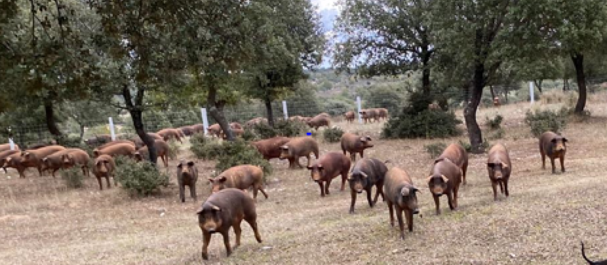 Cerdos en la dehesa