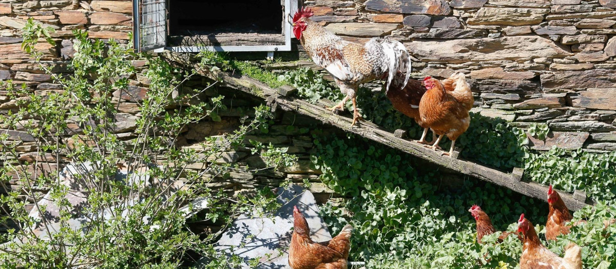 Varias gallinas y un gallo en un corral