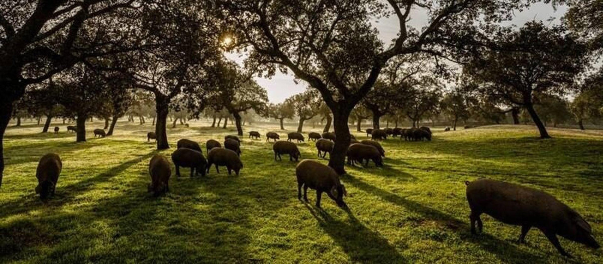 Ganado porcino se alimenta en un encinar de la dehesa de Los Pedroches