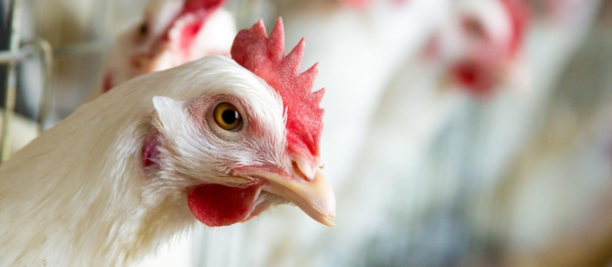 Imagen de archivo de una gallina en una granja